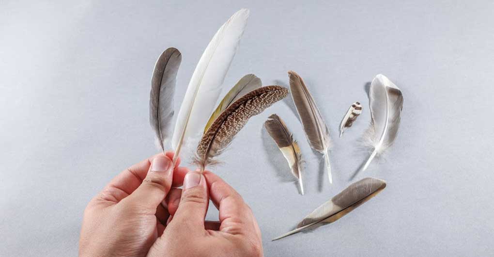 Wild Bird Feather Craft and Forest Walk