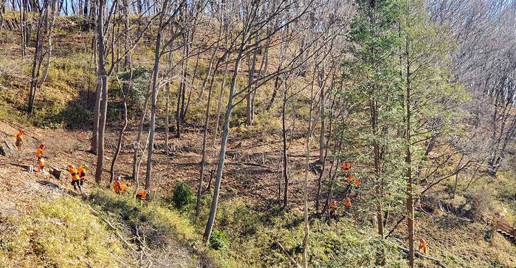 Forest Creation Workshop ~ Logging ~
