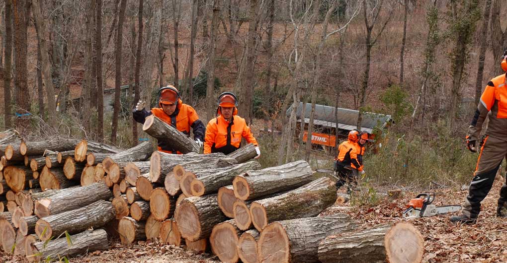 Forest Creation Workshop ~Felling and Timber Extraction~