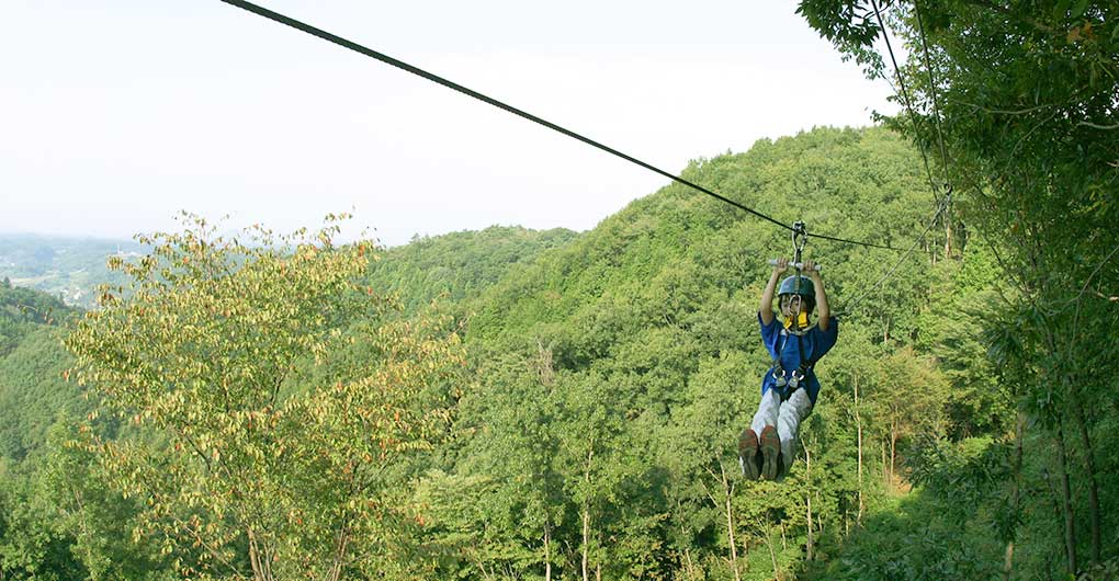 "Forest Zipline, Musasabi" soaring through the morning forest