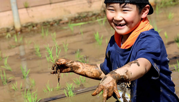 What kind of activity is "Rural Mountain Experience: Rice Planting" at Hello Woods?