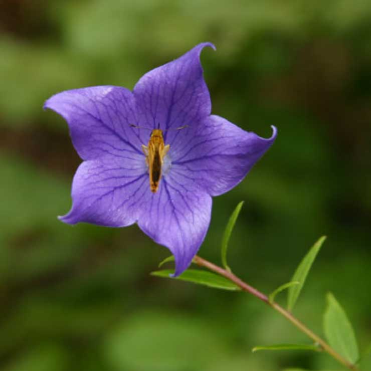 Kikyou