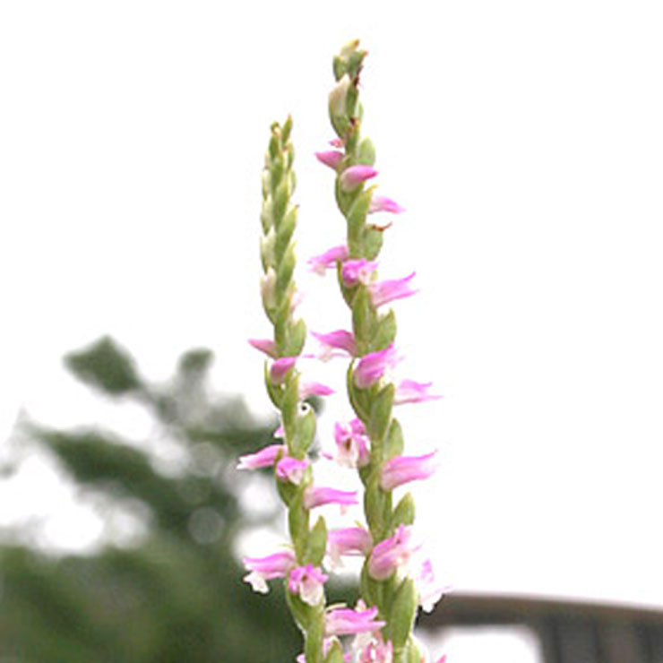 Nail Flower