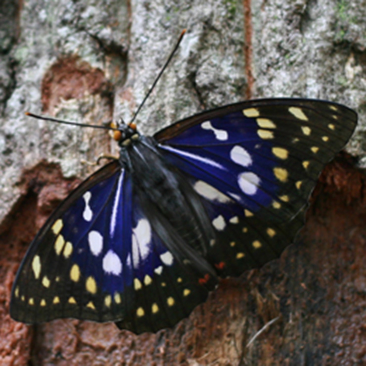 Blue Morpho