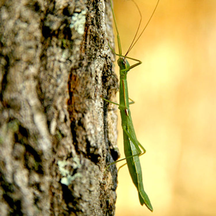 Tobinanafushi