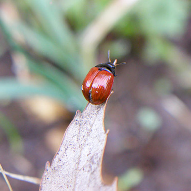 Fuji Beetle