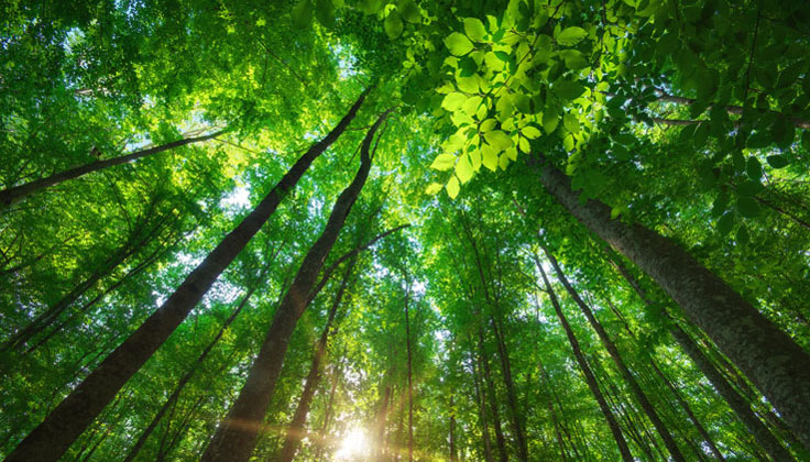 自然と触れ合うことで得られるメリットとは？