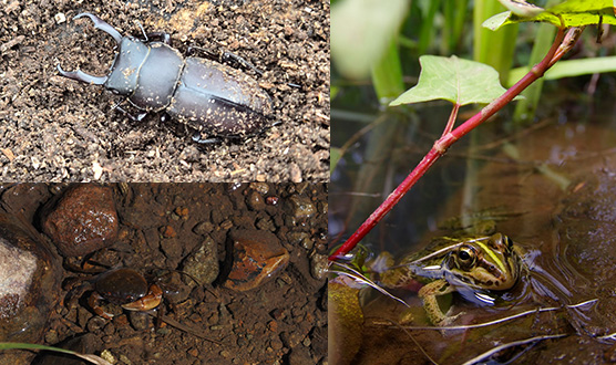 親子山林體驗遊戲