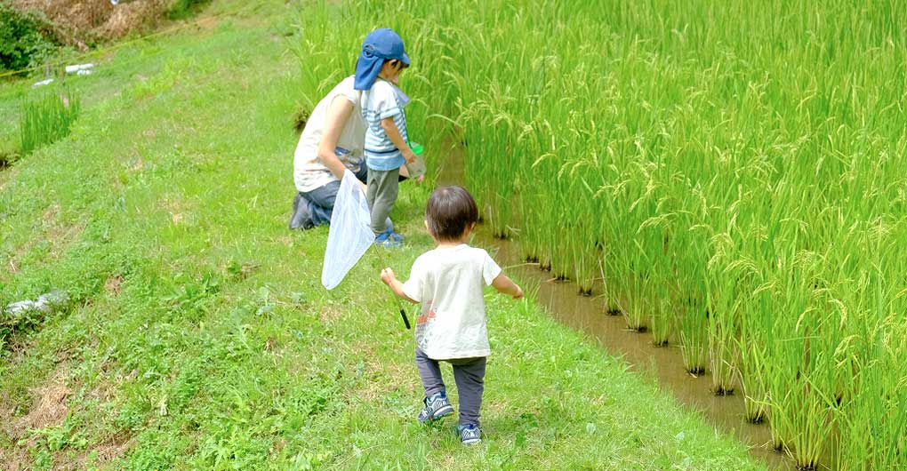 尋找生物家庭露營～螢火蟲觀賞與初夏生物篇～