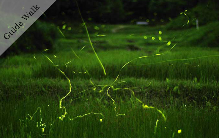 尋找生物家庭露營～螢火蟲觀賞與初夏生物篇～