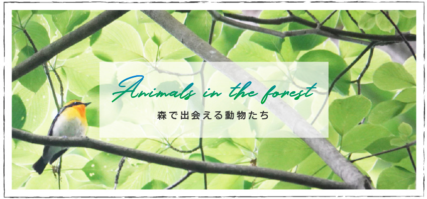 森林中的動物們