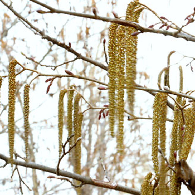 山櫻花