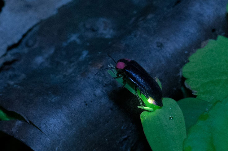 水生生物研究圖像